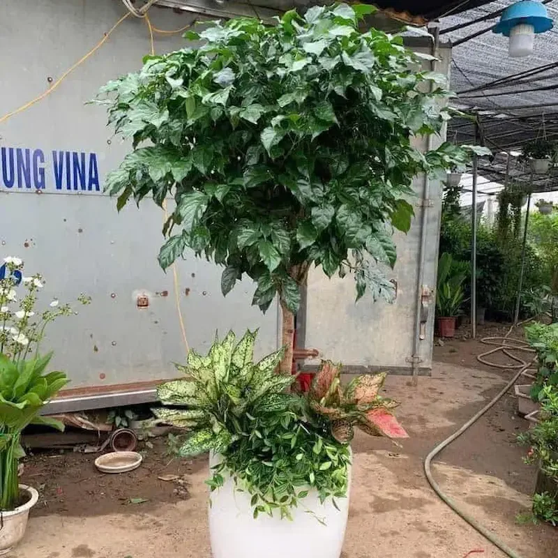 Cây Hạnh Phúc trang trí