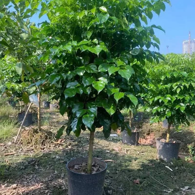 Cây Hạnh Phúc xanh tốt