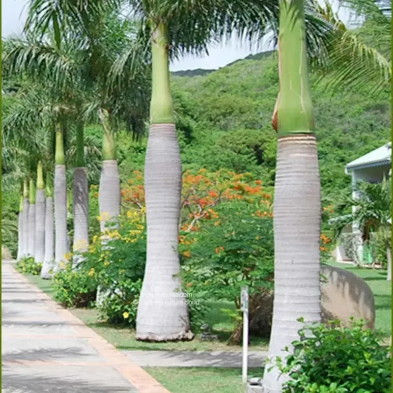 Cây Cau Vua trong cảnh quan