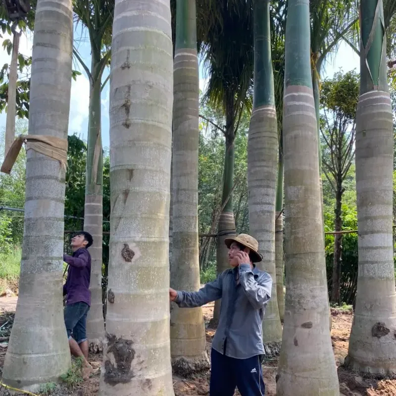 Cây Cau Vua trong cảnh quan