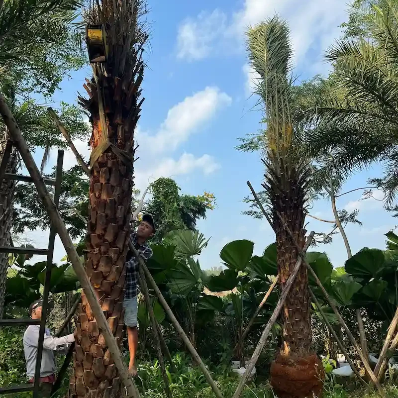 Trồng cây Chà Là đúng kỹ thuật