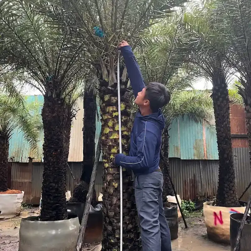 Vườn ươm cây Chà Là