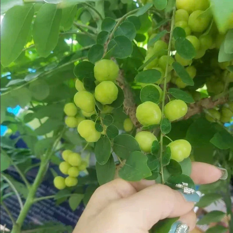 Trái cây chùm ruột