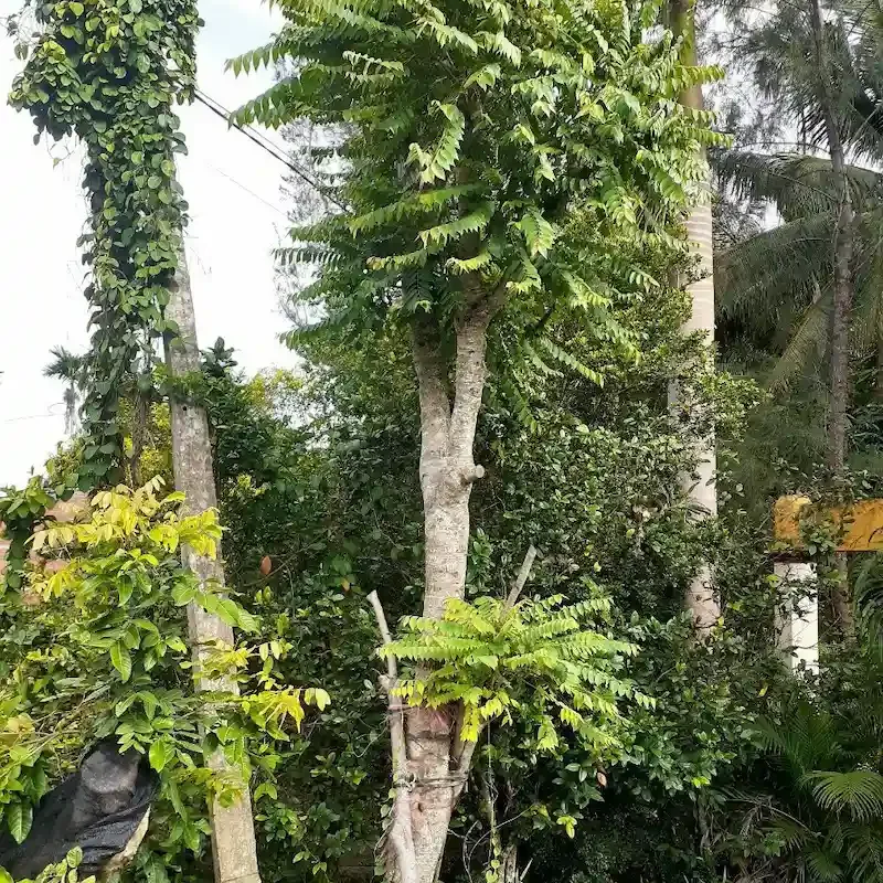 Giới thiệu cây chùm ruột
