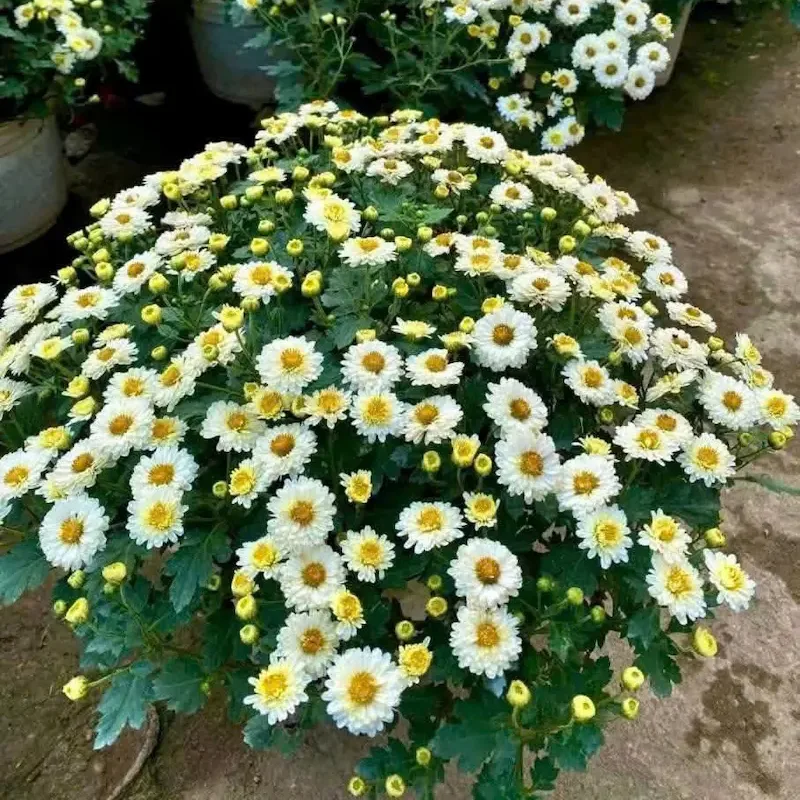 Cúc mâm xôi nụ hoa