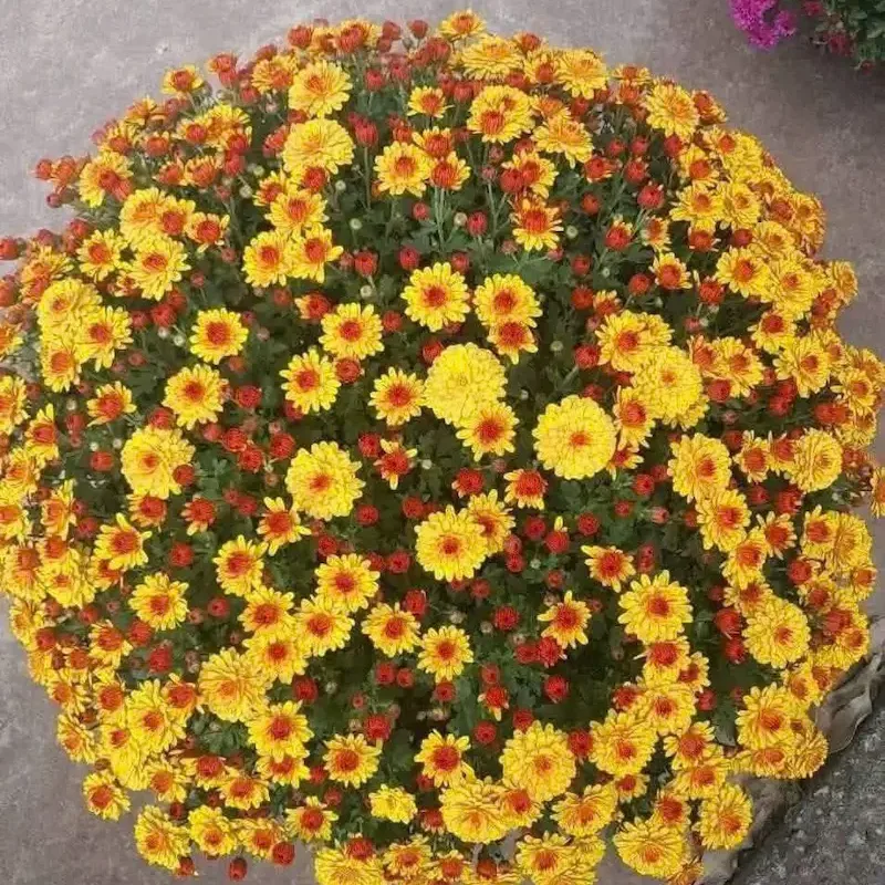 Cúc mâm xôi Tết trang trí bàn lễ tân