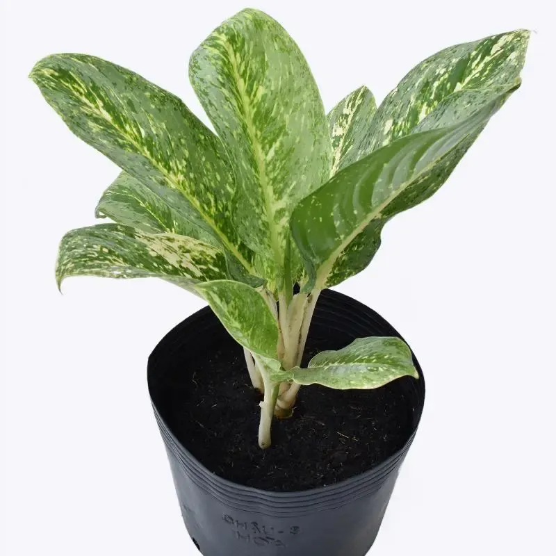 Ảnh bìa của sản phẩm: Cây cung điện vàng