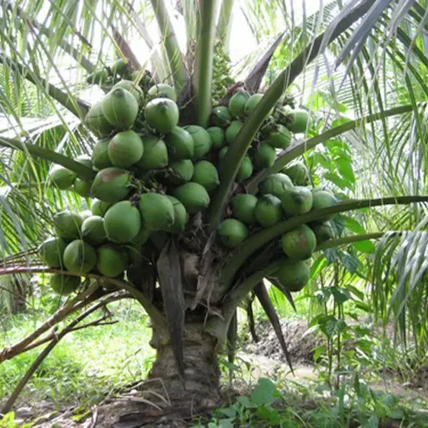 Cây dừa cảnh đang vận chuyển