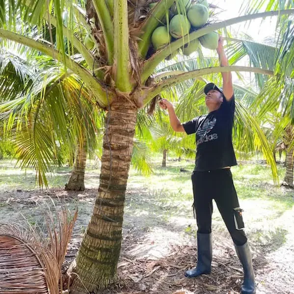 Cây dừa cảnh tại vườn