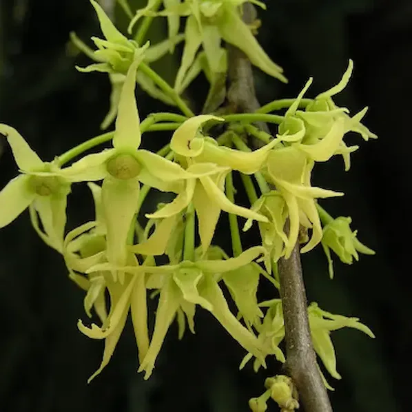 Điều kiện trồng