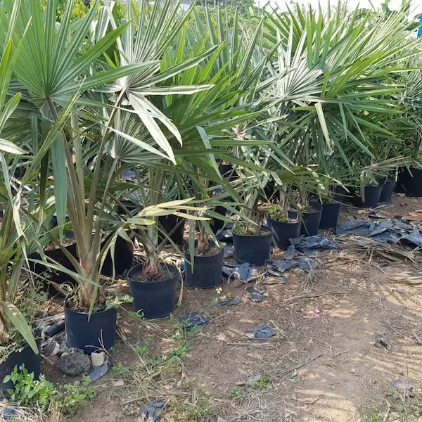 Cây Kè Bạc là cây gì