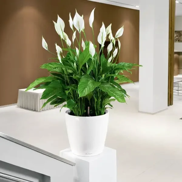 Vườn ươm Cây Cảnh Sài Gòn