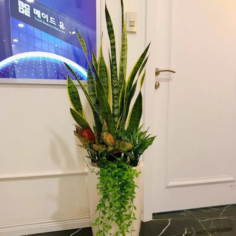 Vị trí đặt cây Lưỡi Hổ