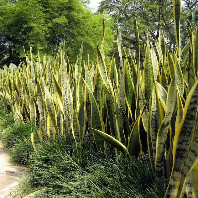 Ảnh bìa của bài viết