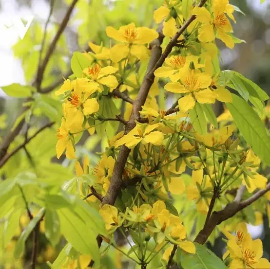 Cách trồng Mai Vàng
