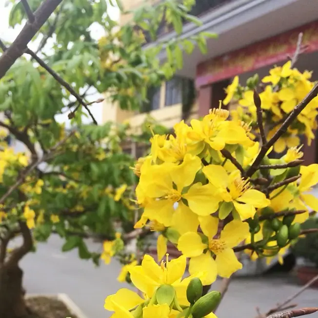 Phong thủy cây Mai Vàng hợp mệnh nào