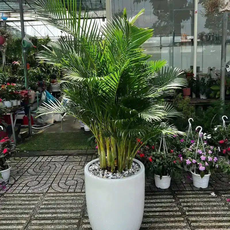 Ảnh bìa của sản phẩm: Cây Cau Nhật