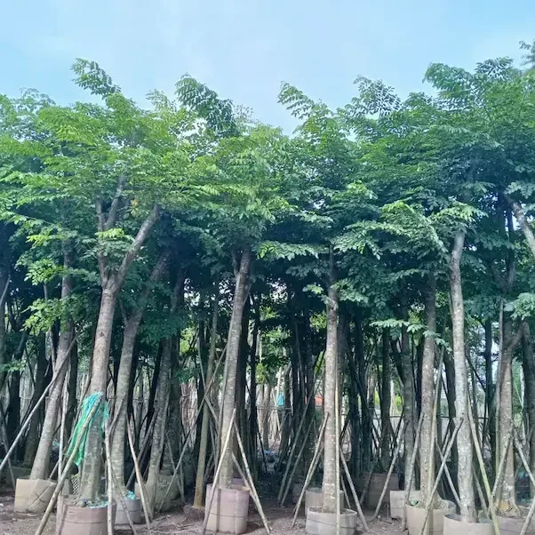 Ảnh bìa của sản phẩm: Cây giáng hương
