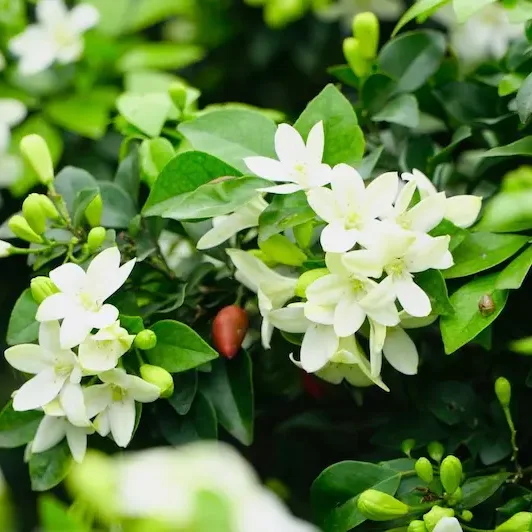 Tác dụng và tinh dầu của cây Nguyệt Quế