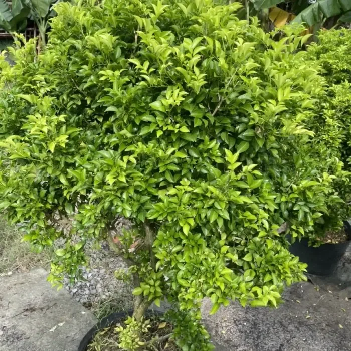 Cách trồng và chăm sóc cây Nguyệt Quế