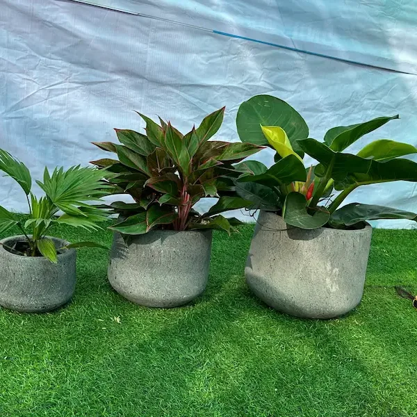 Nhân giống cây Phú Quý