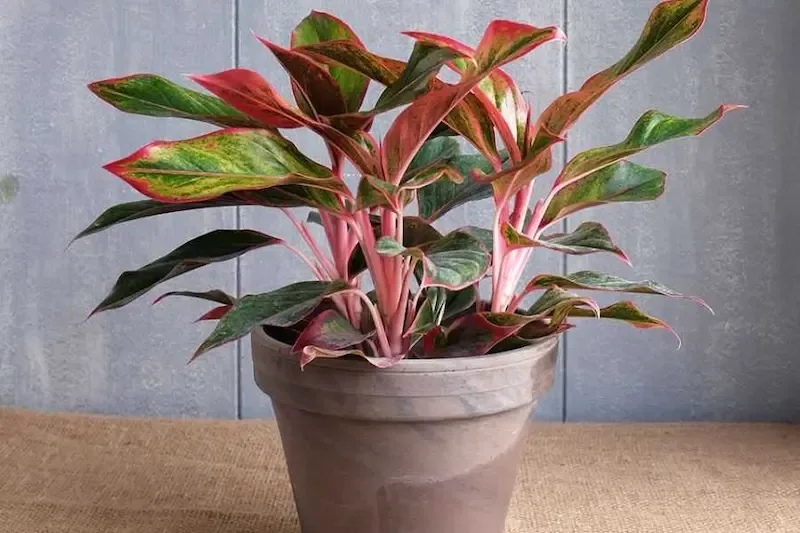 Cây Phú Quý hợp mệnh