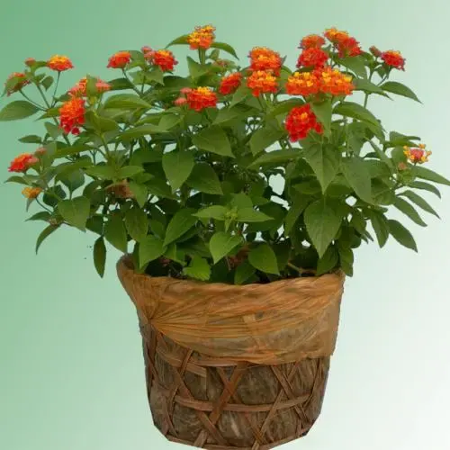 Ảnh bìa của sản phẩm: Cây Trâm Ổi