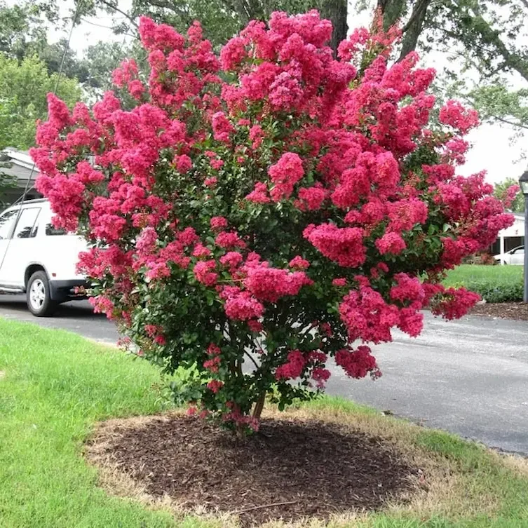 Ảnh bìa của sản phẩm: Cây Tường Vy