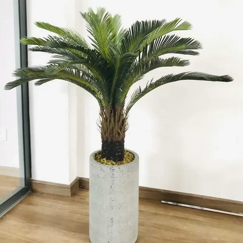 cây vạn tuế sân vườn