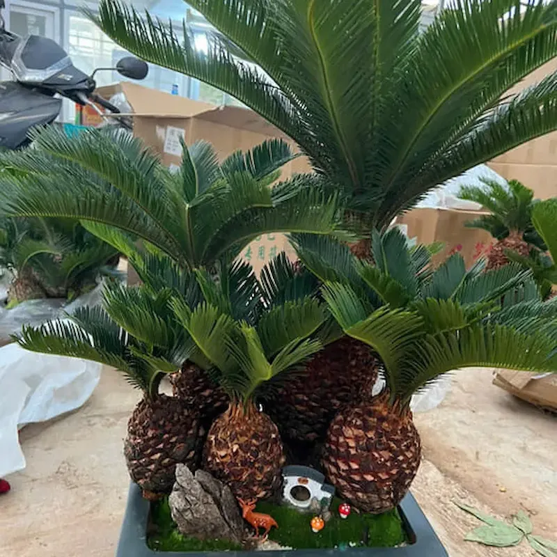 cây vạn tuế trang trí