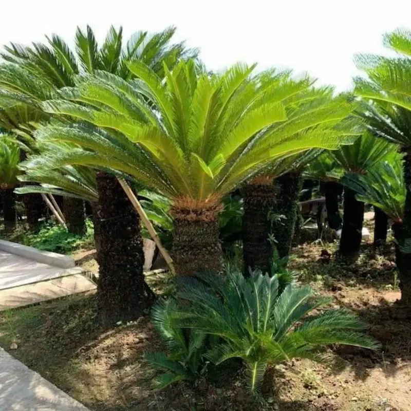 cây vạn tuế có độc không