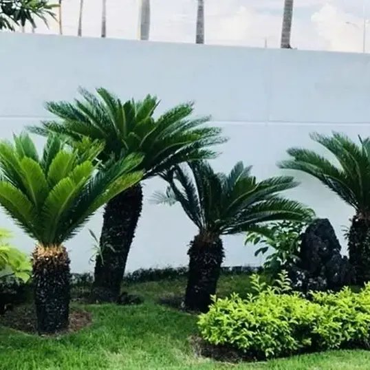 cây vạn tuế sân vườn