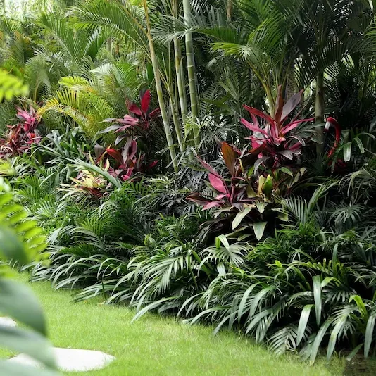 Vườn trồng đẹp