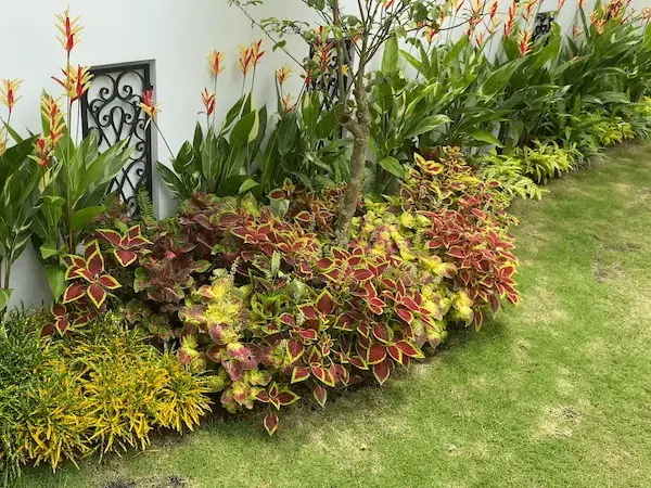 Vườn cây bụi