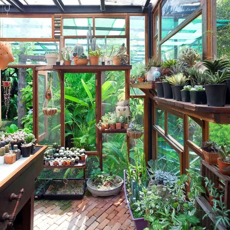 vườn sen đá đẹp