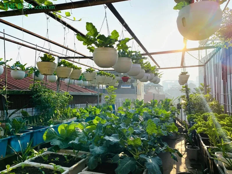 vườn ra sạch nhà trồng