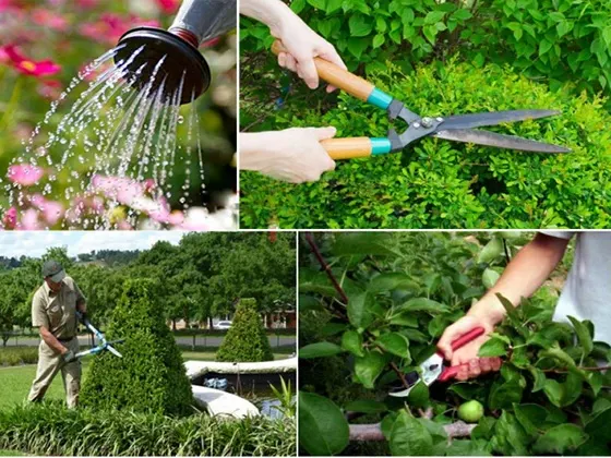 cắt tỉa tạo hình cây TPHCM