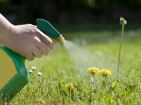 cách diệt cỏ dại