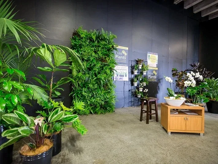 cấy cho thuê sự kiện