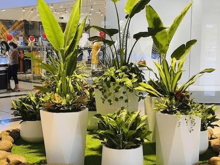 cây cho thue đẹp