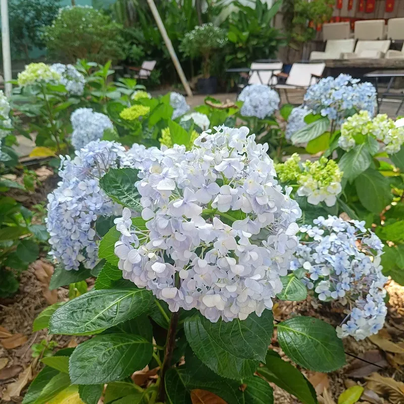 hoa cẩm tú cầu đẹp