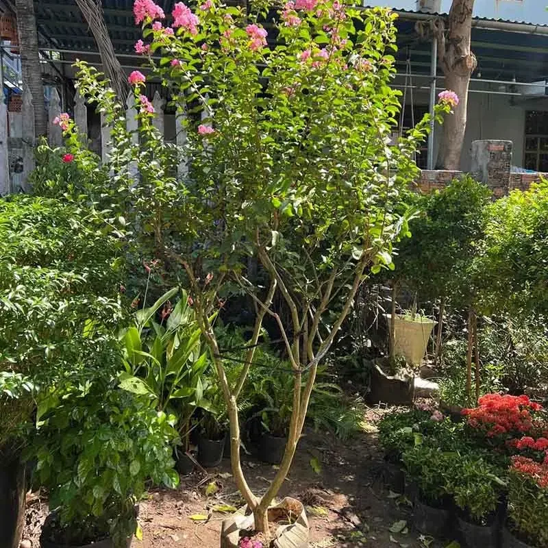 cách chăm sóc cây tường vi