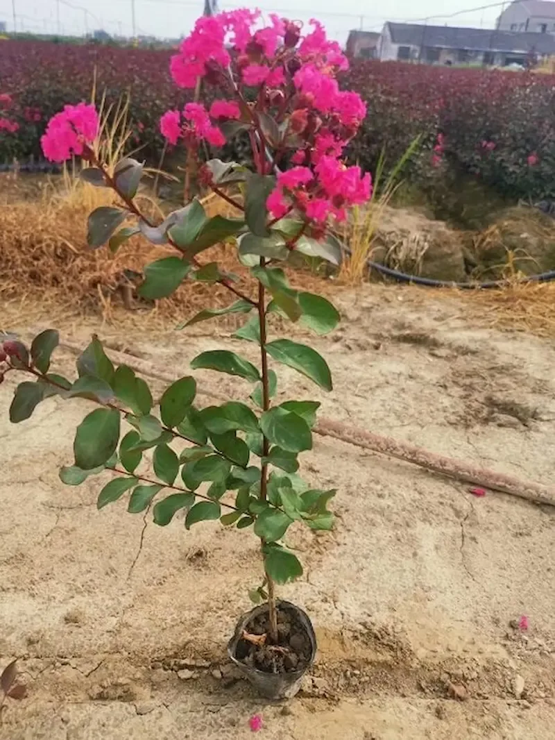 giống cây tường vi