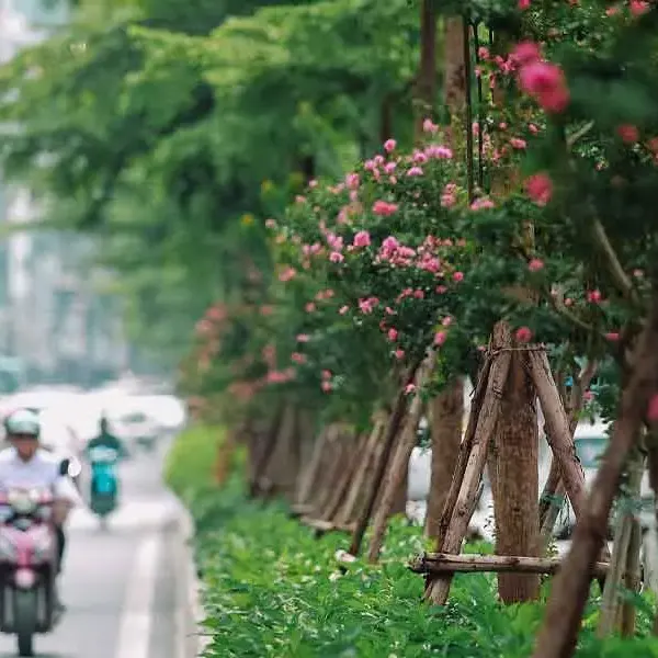 hoa tường vi đẹp