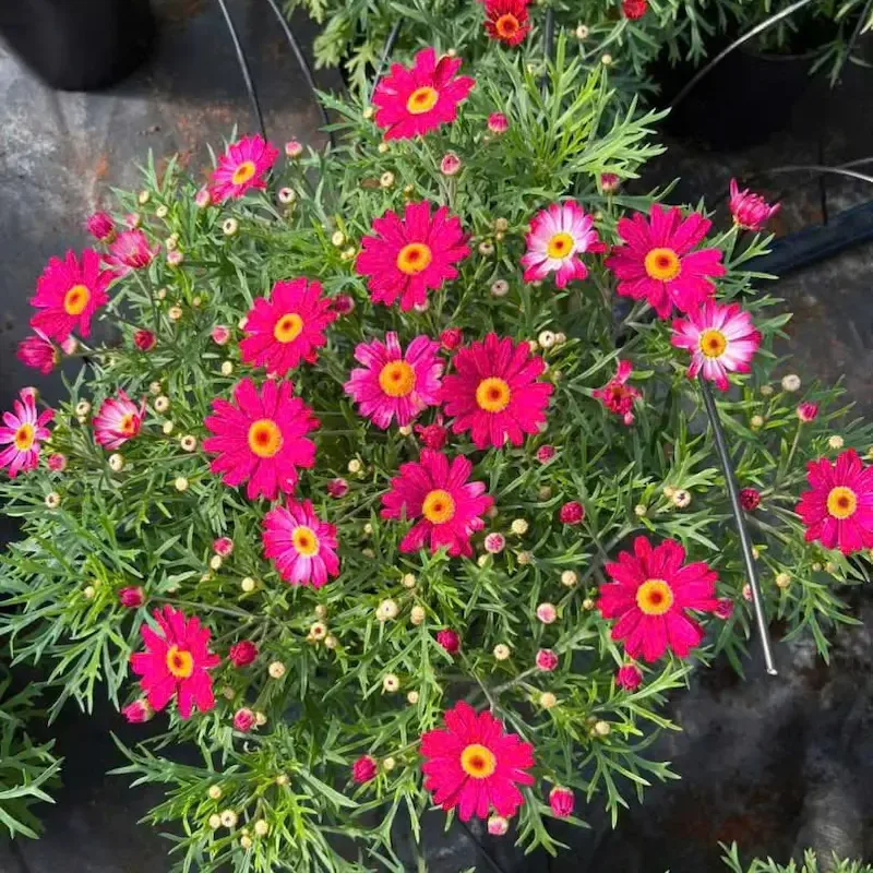 Cúc Họa Mi trong vườn