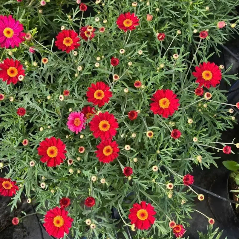 Cúc Họa Mi mang ý nghĩa