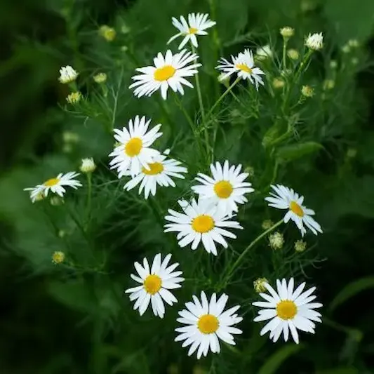 cúc họa mi đẹp