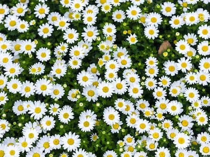 Ảnh bìa của bài viết