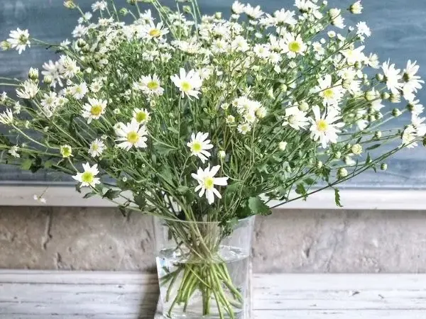 lợi ích kinh tế cúc họa mi