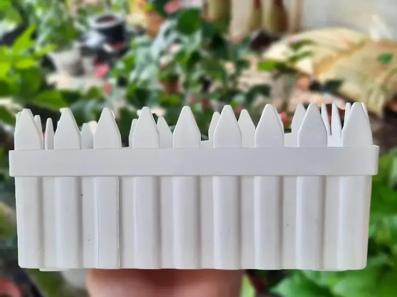 chậu trồng cúc họa mi